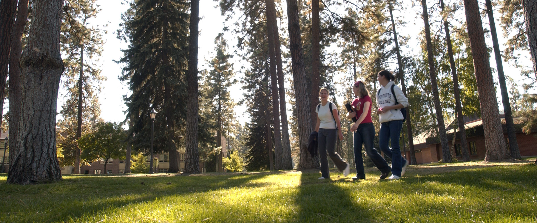 Three students walk across the grass in the middle of campus. Tall pine trees cast shadows across the grass.