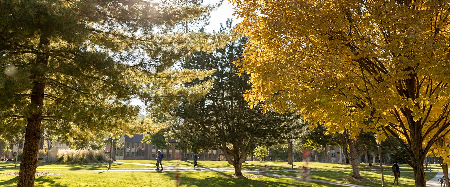 A tree turning yellow in autumn on Whitworths campus