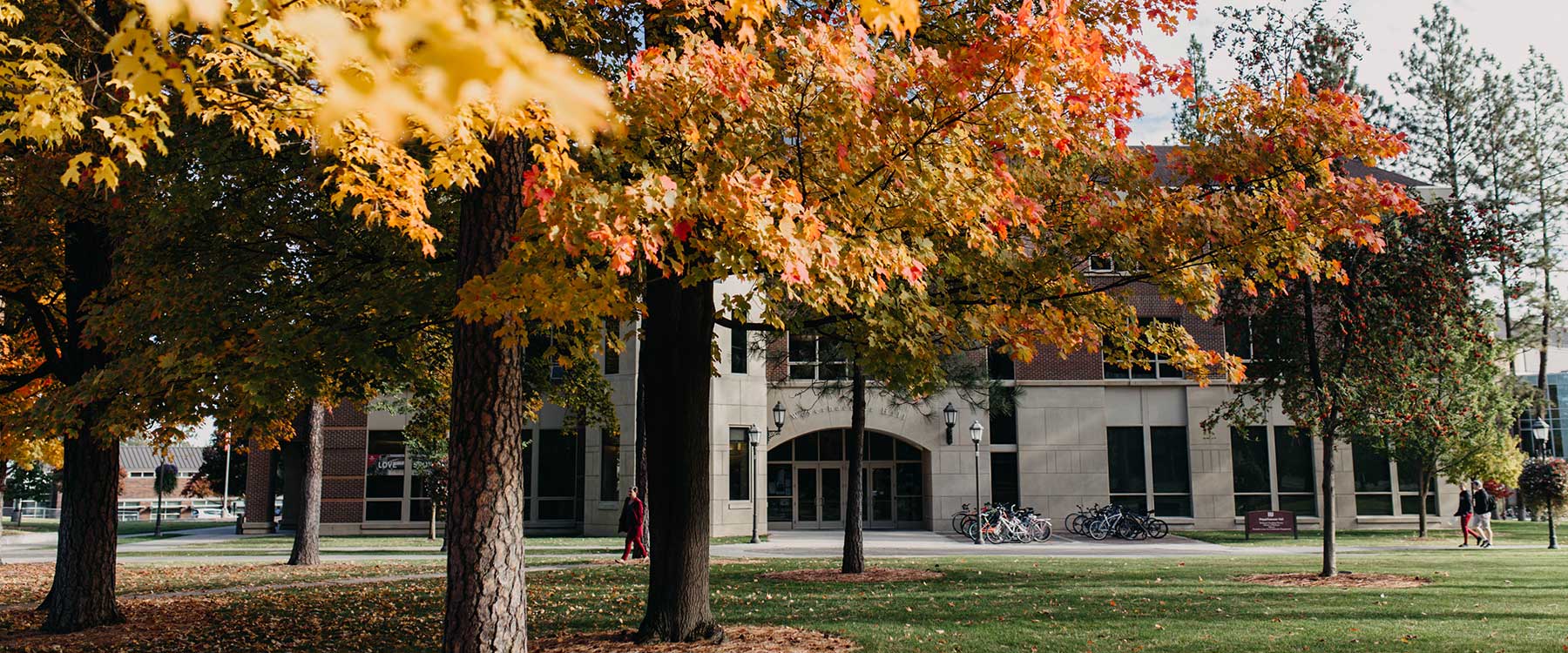 A tree turning yellow in Fall on Whitworths campus