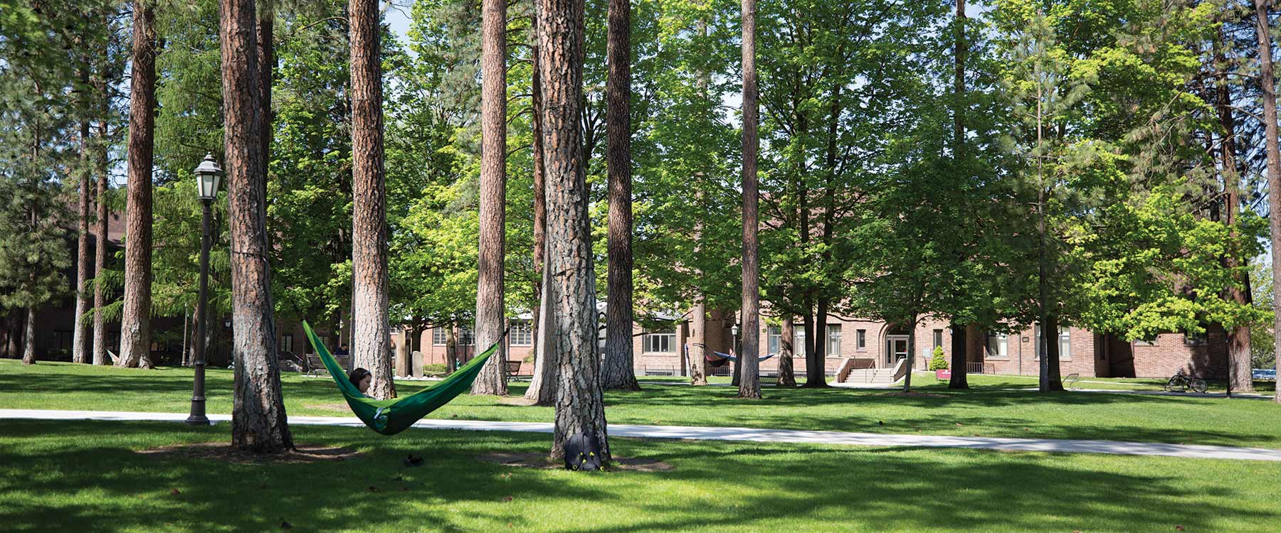 Tall pine trees shade the campus grounds. Between the trees, students sit in hammocks reading.