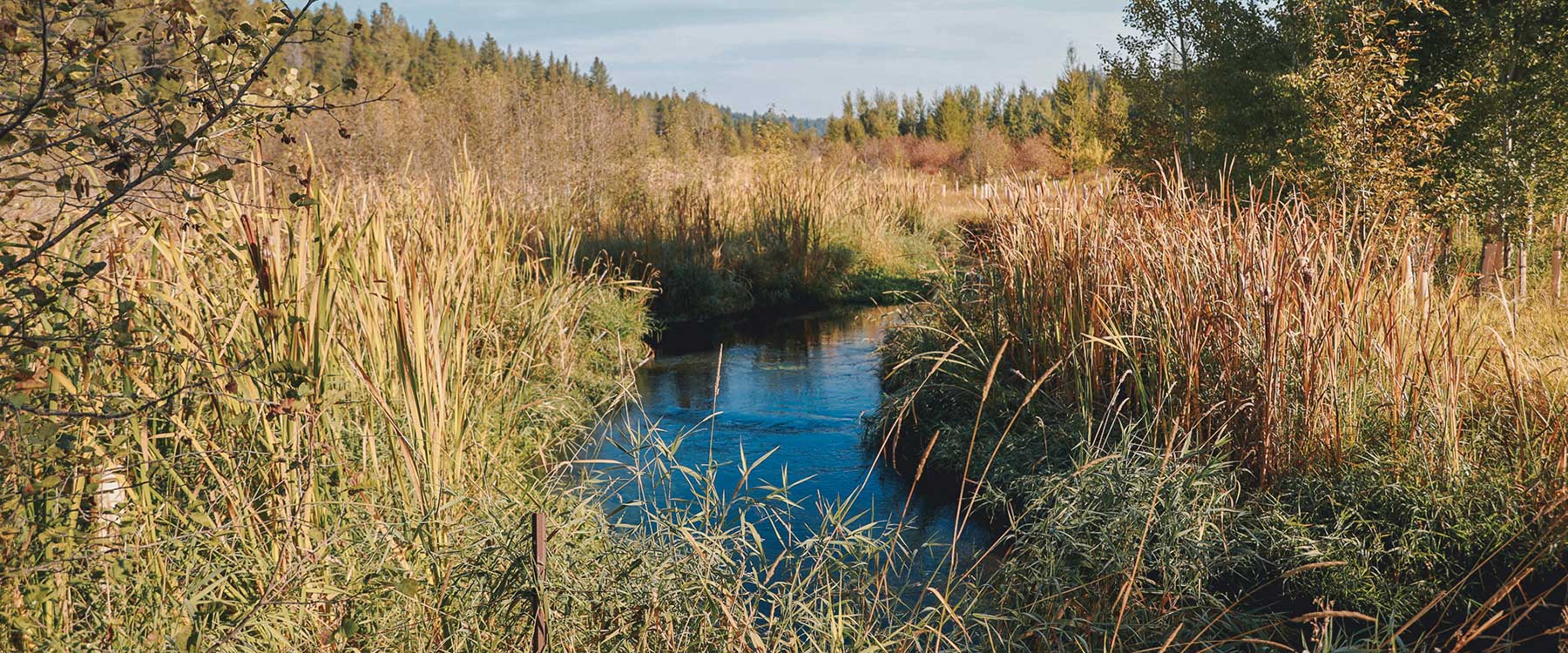 A narrow stream flows through a field of tall brown grasses and bushes under a clear sky.