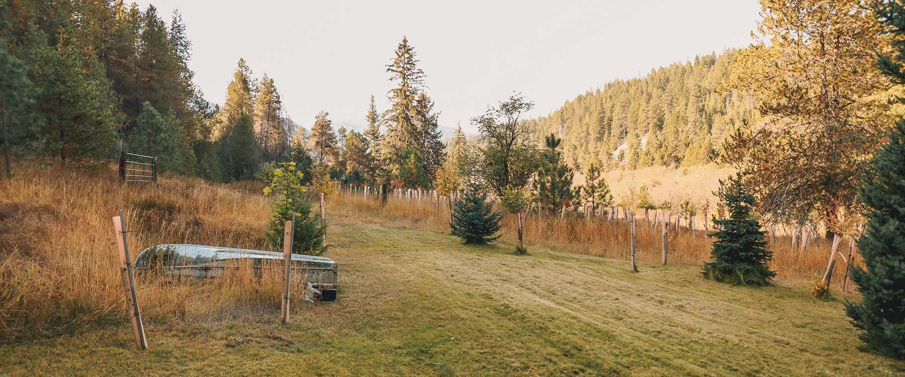 A serene grassy landscape with trees, lit by a warm afternoon sunlight.