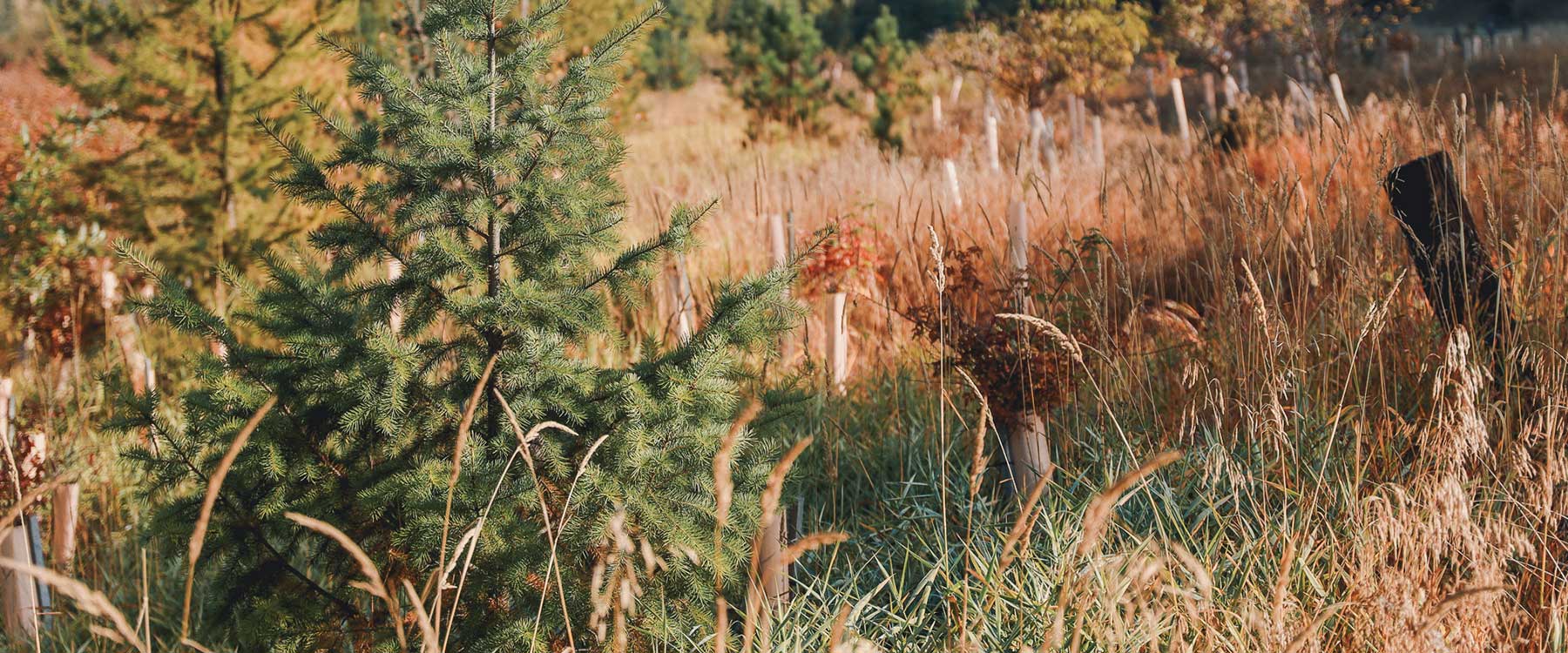 A small evergreen tree in a sunlit meadow with tall grasses.