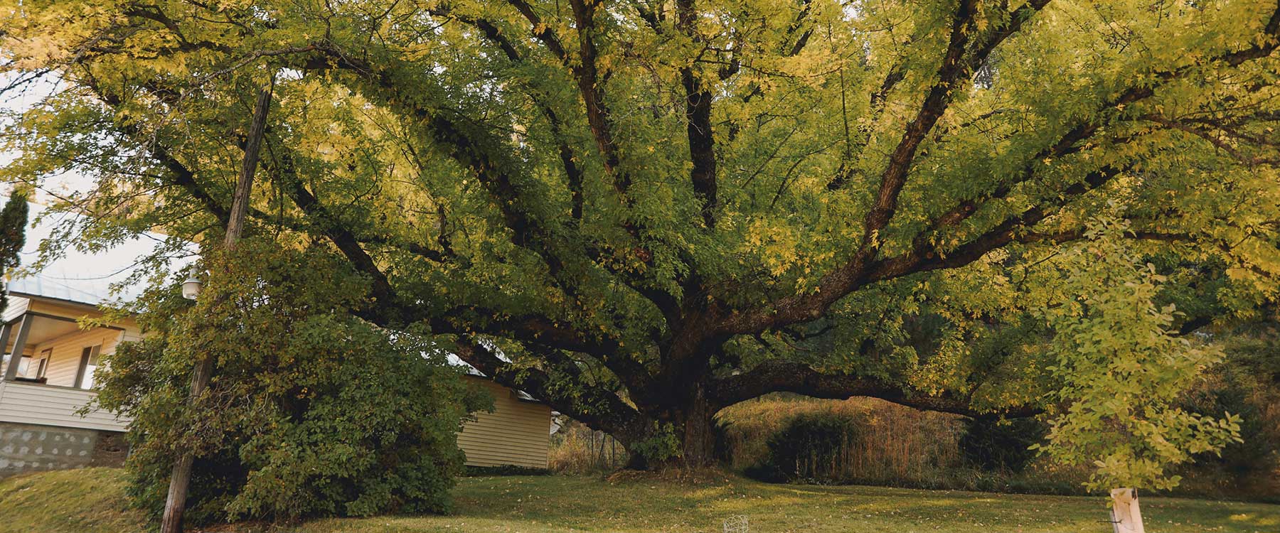 Large tree with widespread branches and green leaves stands in front of a house in a grassy area.
