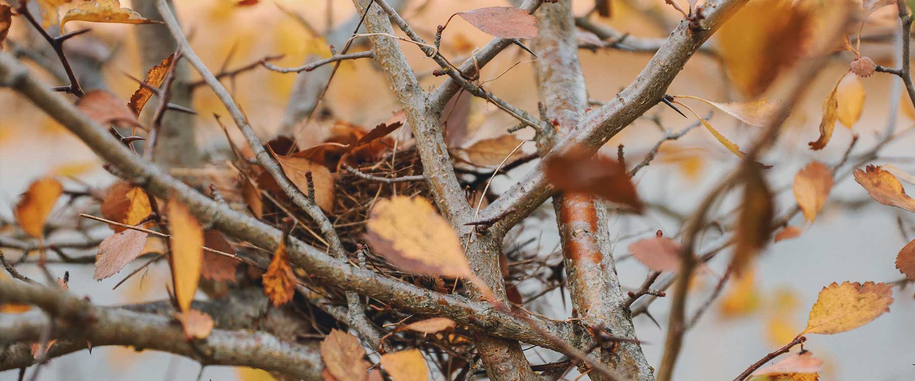 Close-up of branches and autumn leaves.