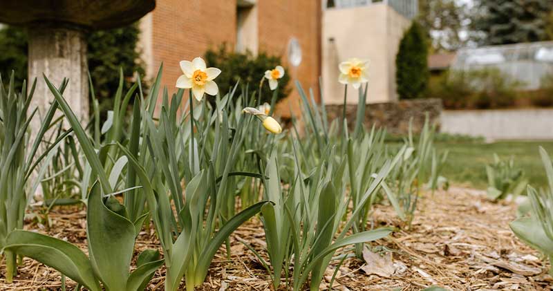 Yellow Easter Lily's