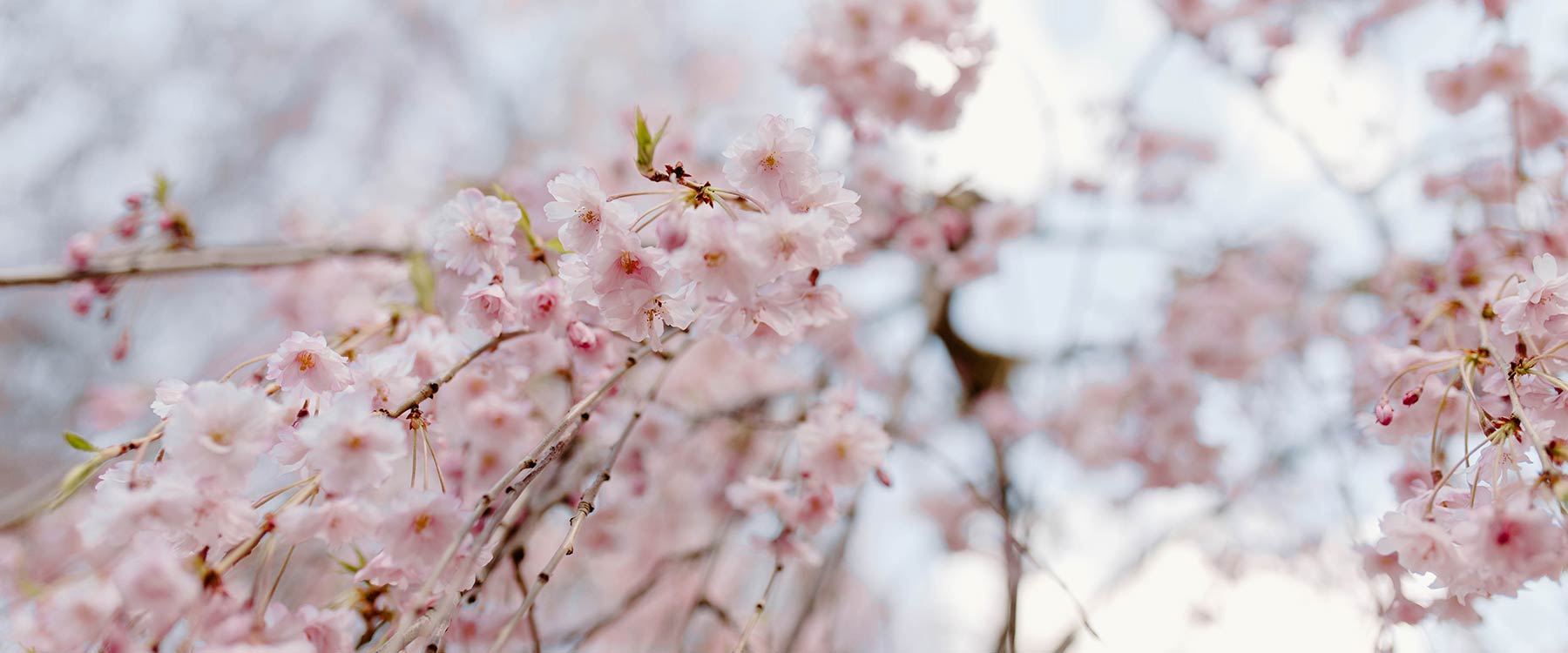 A tree in bloom with pink flowers