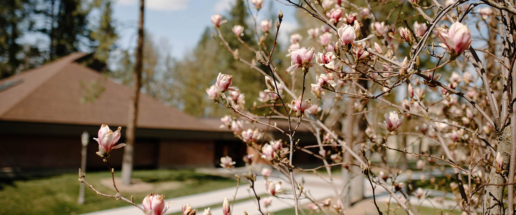 A tree is starting to bloom with pink buds beginning to open. Behind the tree in the background is Whitworth's chapel