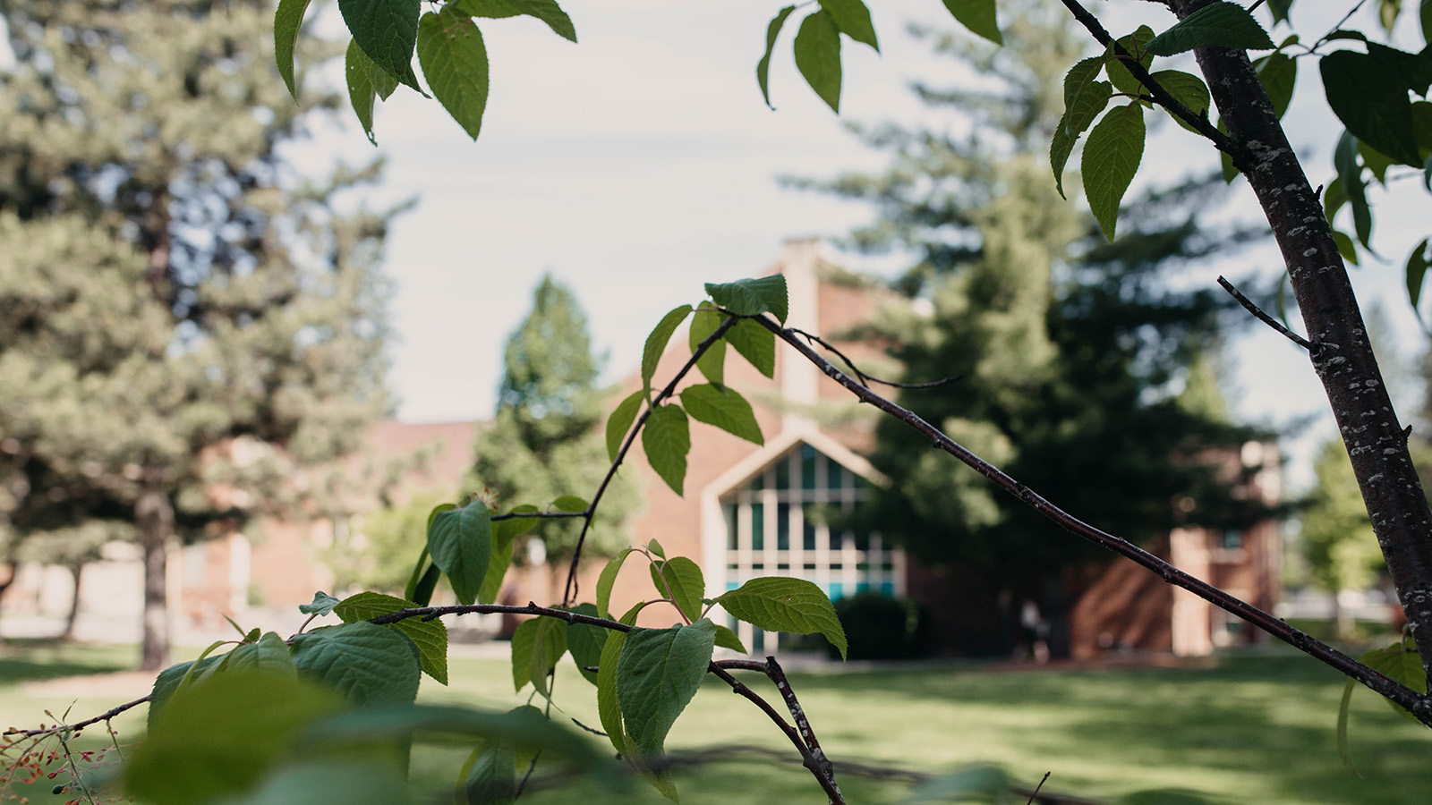 Green tree branches in focus with a blurred brick building and large windows in the background.