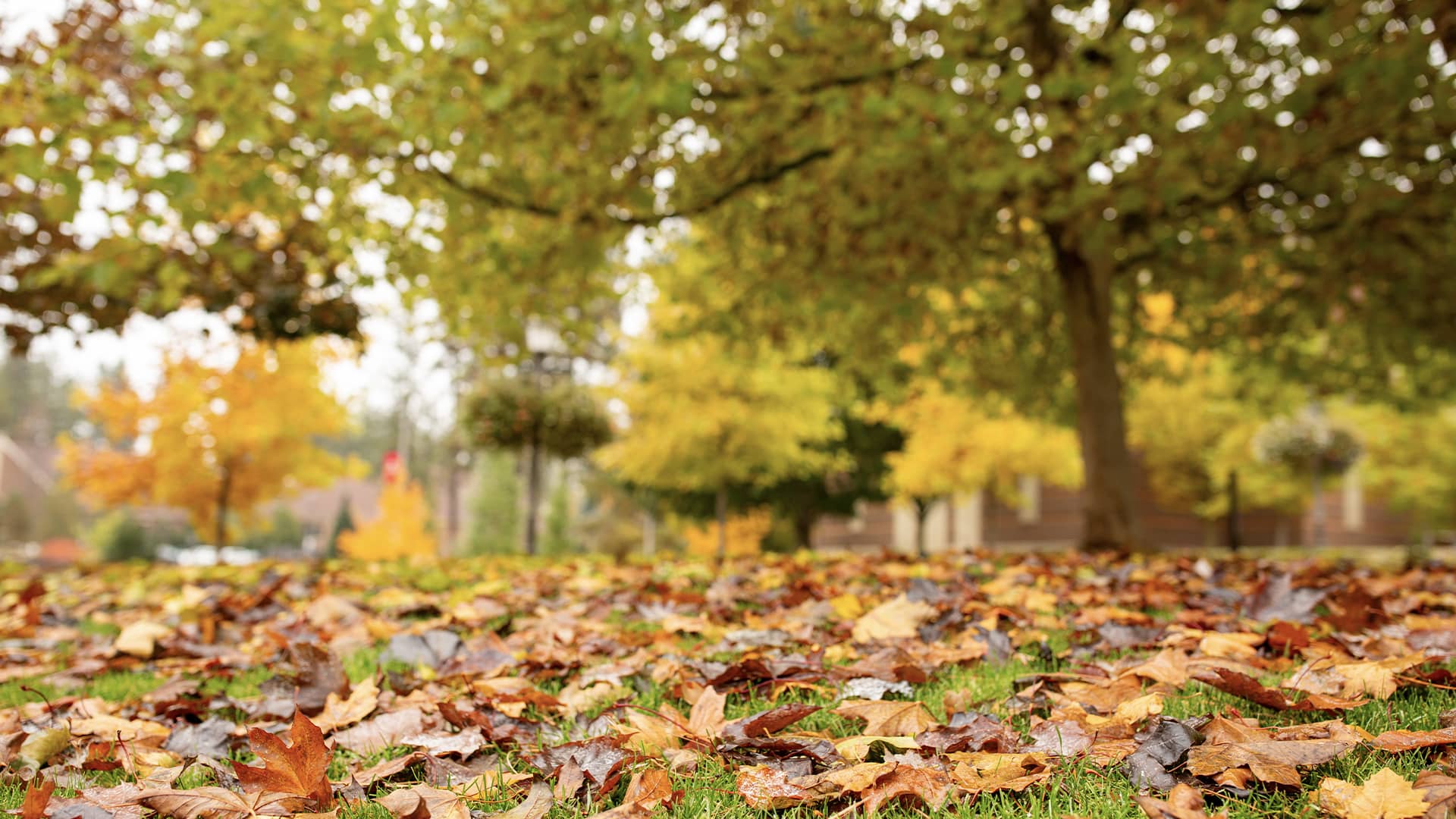A row of trees stands at the end of a field covered in multi-colored autumn leaves.